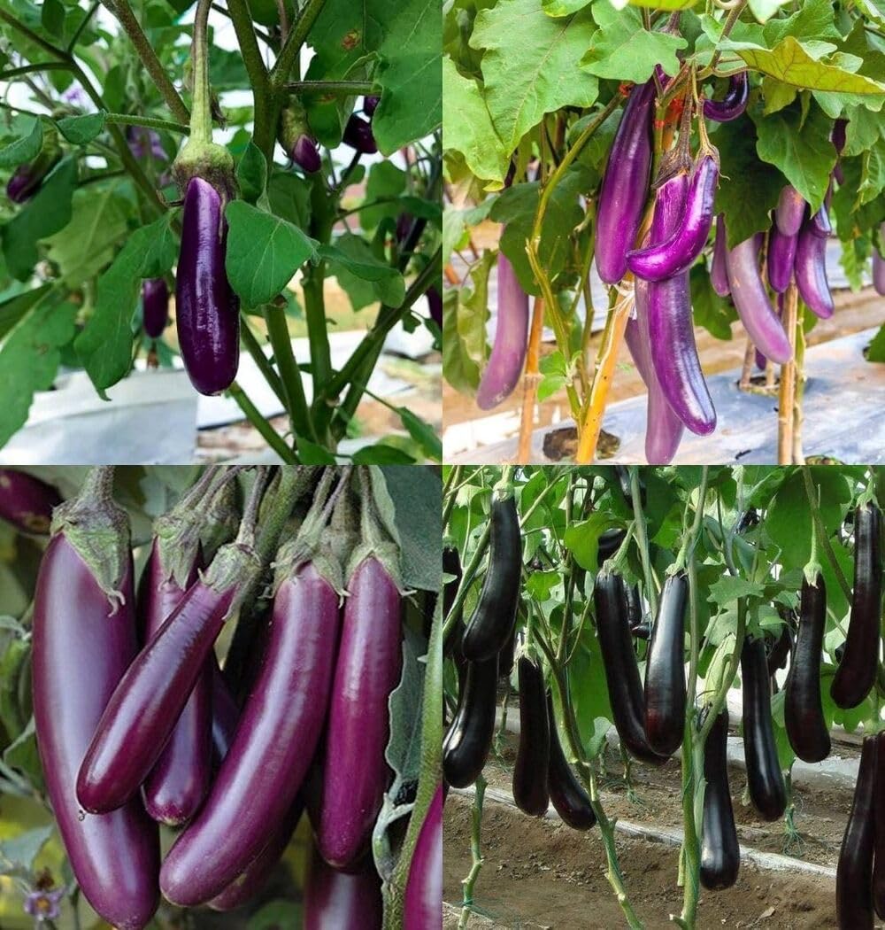 Bagan seeds eggplant beez hybrid big long f1 brinjal seeds pack of